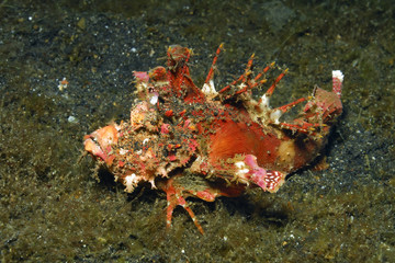 Skorpionfisch
