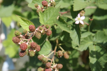 Mûres qui mûrissent