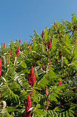 Essigbaum - Rhus hirta