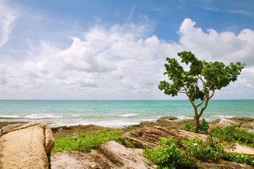 Fototapeta premium lonely tree at the coastline