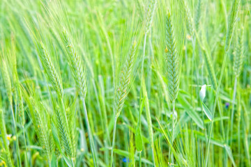 Spikes blooming rye