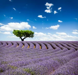 Fotobehang Lavande Provence France / lavender field in Provence, France © Beboy