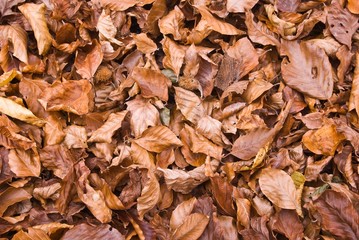 autumn leaves background