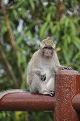singe monkey mauritius