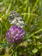 marbled white butterfly 2