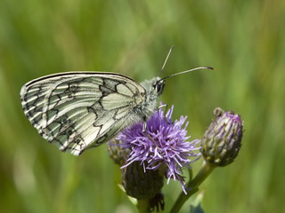 marbled white butterfly 3