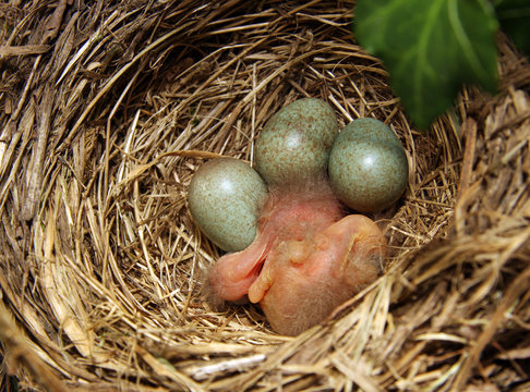 blackbird nest
