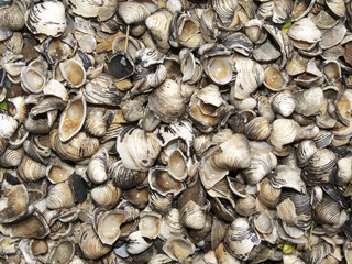 Textur_Hintergrund_Muscheln_2