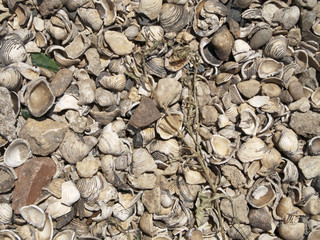Textur_Hintergrund_Muscheln