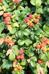 Bush of ripening rosehips