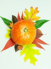 Hokaidokürbis auf Herbstlaub