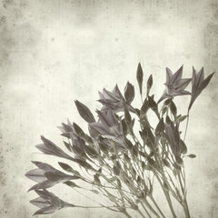 textured old paper background with Brodiaea;