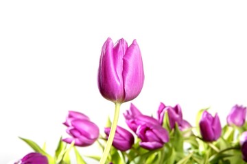 tulips pink flowers isolated on white background