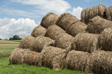 Siano na polu © Grzegorz Polak