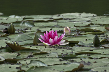 Lilie wodne (Nymphaea) © Faferek
