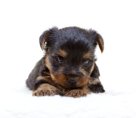 Puppy yorkshire terrier on the white background