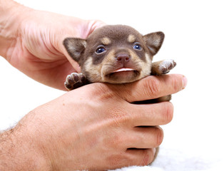 Chihuahua puppy  on white