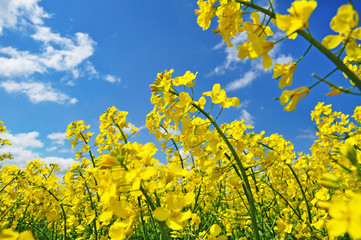 Yellow rape canola flowers