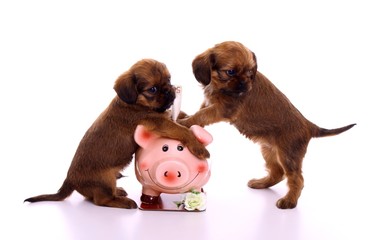 zwei Welpen halten Sparschwein