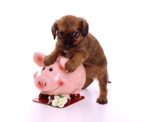 Welpe hält schüchtern Sparschwein