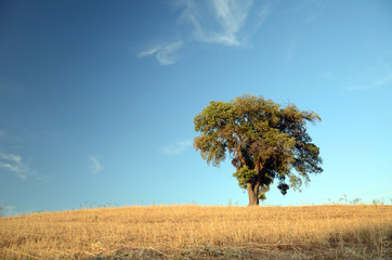 Obraz premium Korkeiche