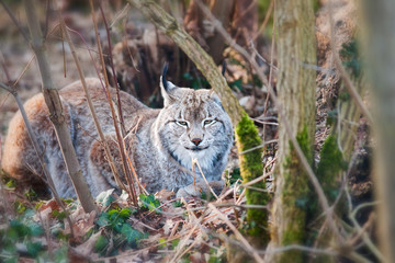 Luchs versteckt im Unterholz