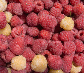 Many tasty fresh raspberry closeup