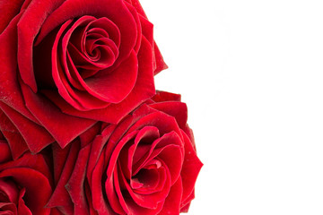 Beautiful red roses close up over white background