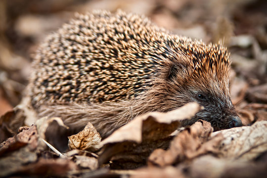 Igel im Laub