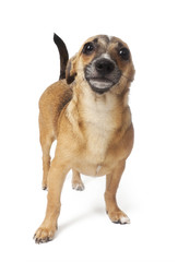 Obraz premium small dog