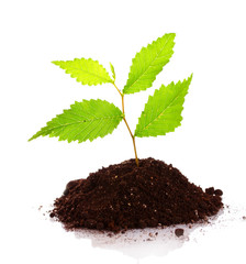 Young plant in ground over white