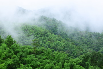 Bamboo forest in rainy season
