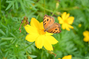 Butterflies and flowers