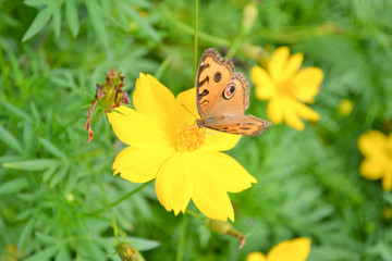 Butterflies and flowers