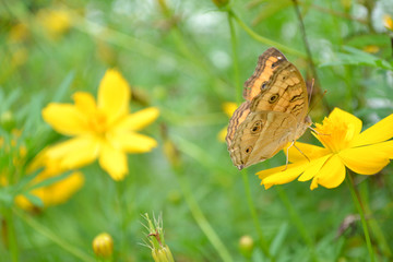 Butterflies and flowers