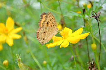 Butterflies and flowers