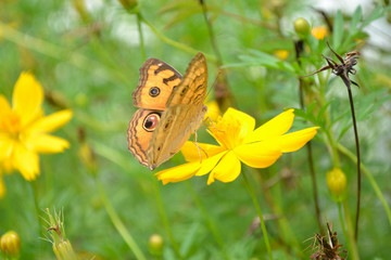 Butterflies and flowers