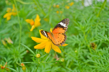 Butterflies and flowers