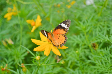 Butterflies and flowers