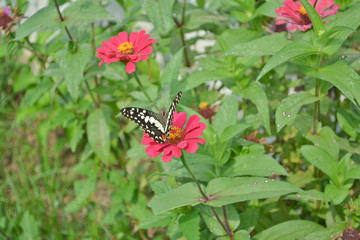 Butterflies and flowers