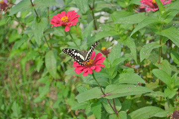 Butterflies and flowers