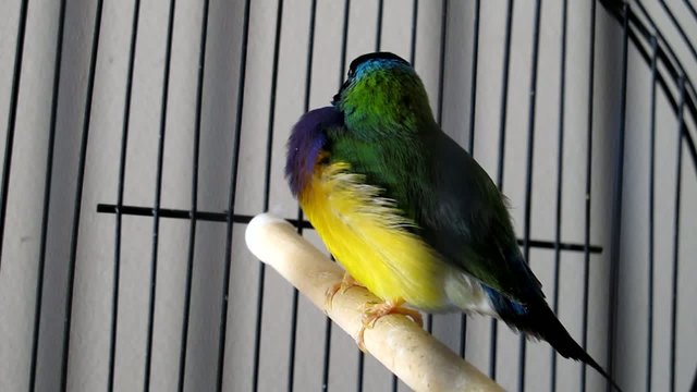 Gouldian Finches