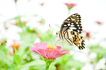 Butterflies and flowers