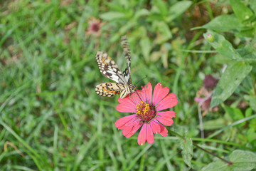 Butterflies and flowers