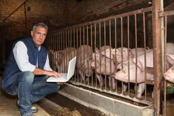 Man with pigs and a laptop