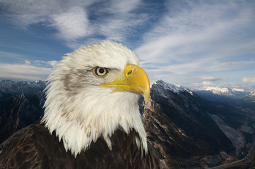 American symbol of hope bald eagle against mountain backdrop