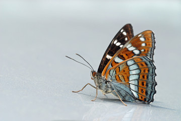 Obraz premium Poplar admiral (Liminitis populi)