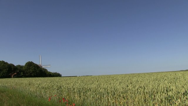 champs de blé avec le moulin de coquelles