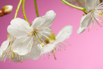 Close-up of cherry tree flowers