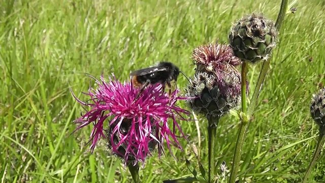 Abeille